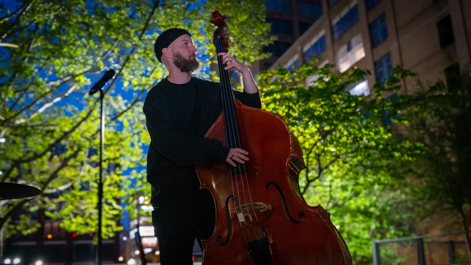 An upright bassist playing under the trees, lit green against the night sky.